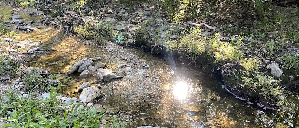 A Riparian Zone on Shoal Creek
