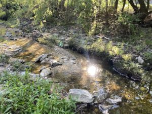 A Riparian Zone on Shoal Creek
