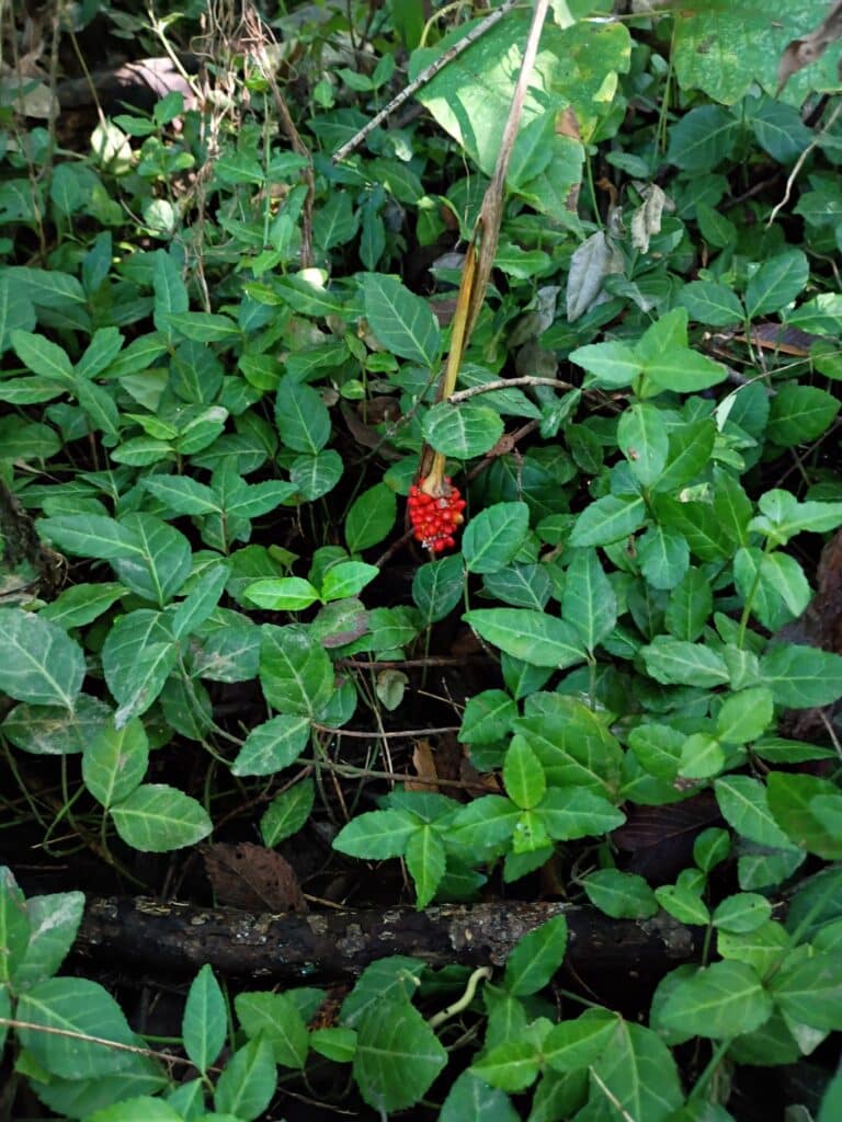 Cluster of bright red berries growing on a woodland plant surrounded by dense green foliage.