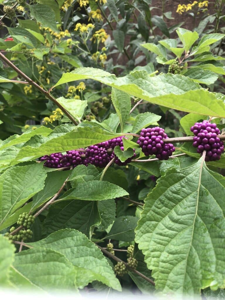 lusters of vibrant purple beautyberries growing along leafy green branches, with yellow wildflowers in the background.