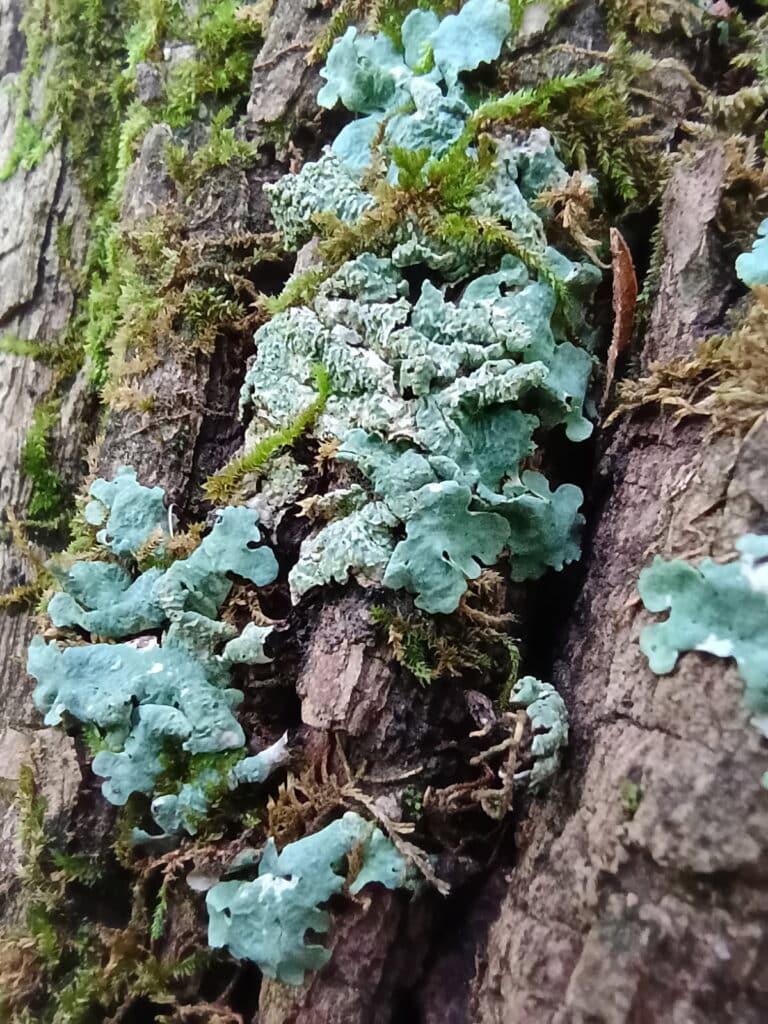 Pale blue-green lichen and green moss growing along the textured bark of a tree.