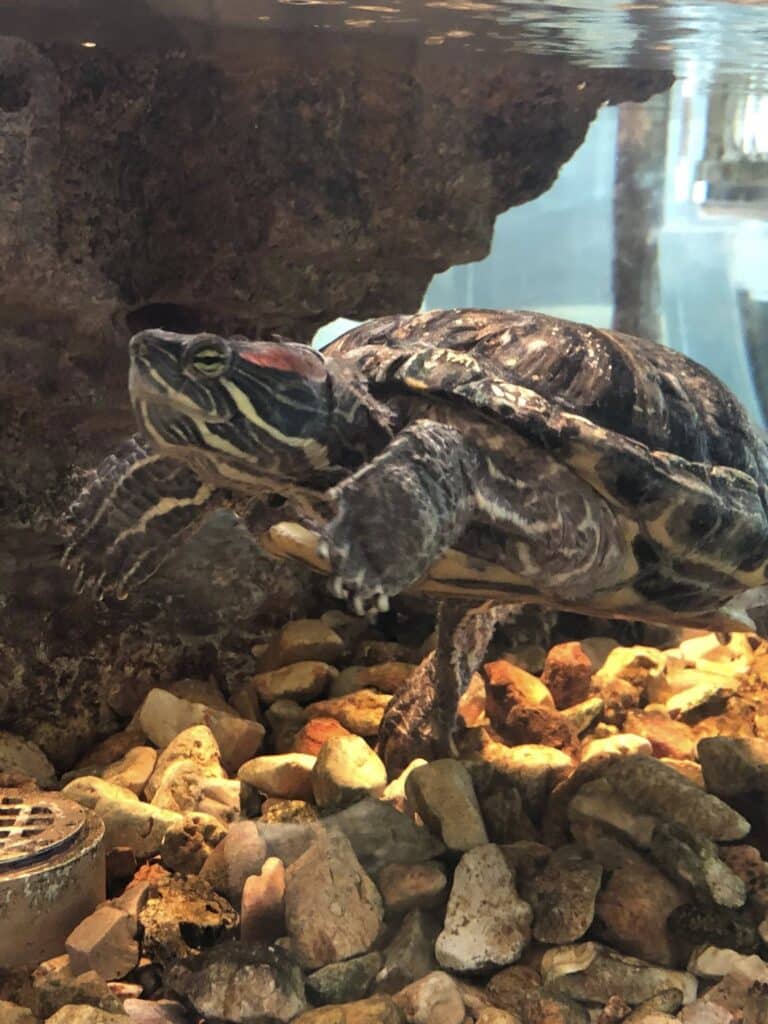 Red-eared slider turtle swimming underwater above a bed of rocks in an aquarium.