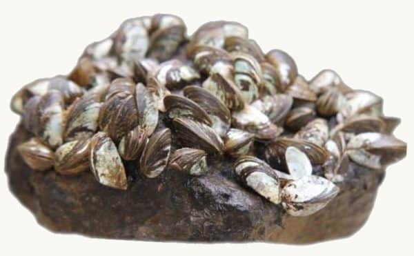 Cluster of zebra mussels attached to a rock, showing their distinctive striped shells.