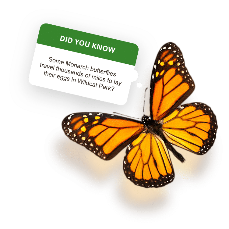 Monarch Butterfly - Did you know some monarch butterfiles travel thousands of miles to lay their eggs in Wildcat Park?