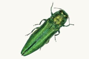Close-up of a metallic green emerald ash borer beetle against a white background.