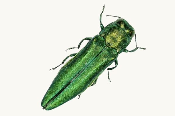Close-up of a metallic green emerald ash borer beetle against a white background.