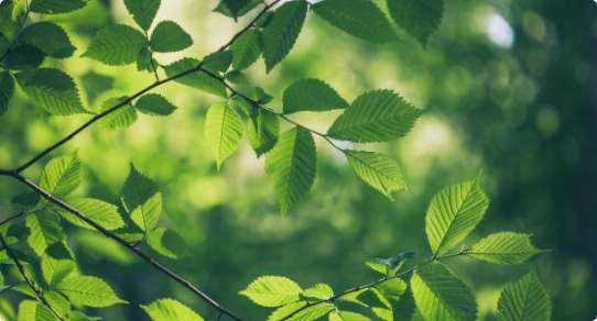 Close-up of bright green leaves on tree branches illuminated by sunlight against a softly blurred forest background.