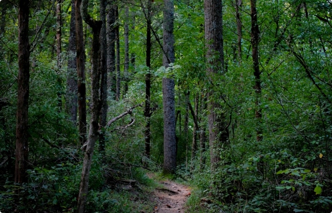 Narrow dirt walking trail winding through a dense forest of tall trees and lush green foliage.