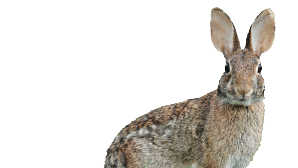 Brown and gray rabbit with upright ears looking toward the camera.