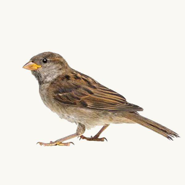 Brown and gray house sparrow with a yellow beak shown against a white background.