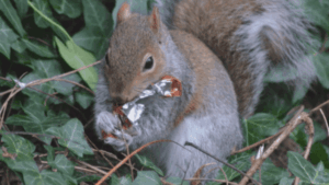 Gray squirrel holding a shiny food wrapper while sitting among green foliage.
