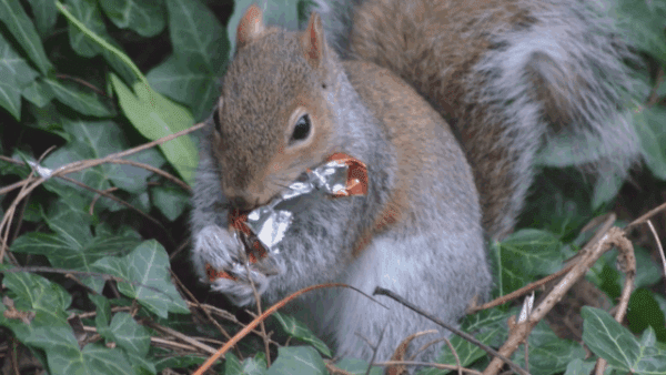 Gray squirrel holding a shiny food wrapper while sitting among green foliage.