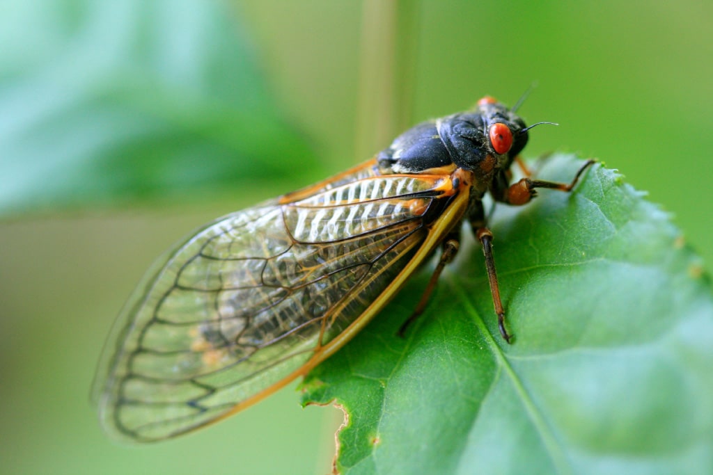 Close-up of a cicada with red eyes and transparent wings resting on a green leaf.