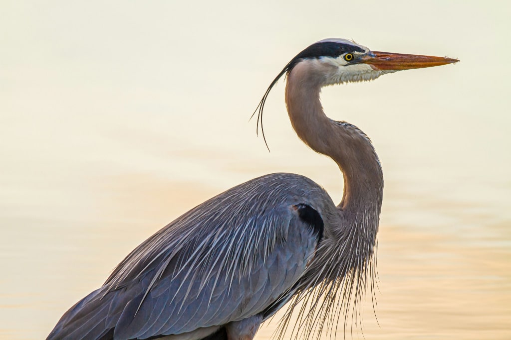 Close-up of a great blue heron with a long orange beak and blue-gray feathers standing in front of calm water.