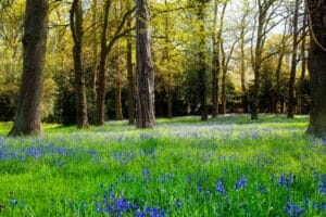 Sunlit woodland clearing filled with blooming blue wildflowers and surrounded by tall trees.