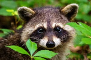 Close-up of a raccoon peeking out from behind green leaves.