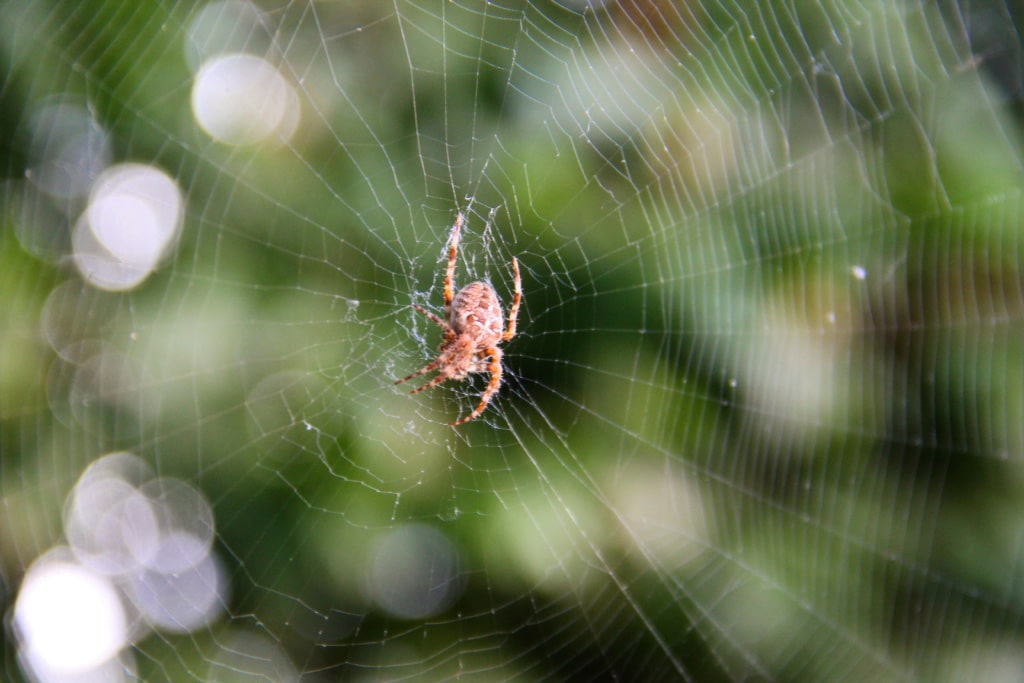 Brown spider resting in the center of a circular web against a blurred green background.