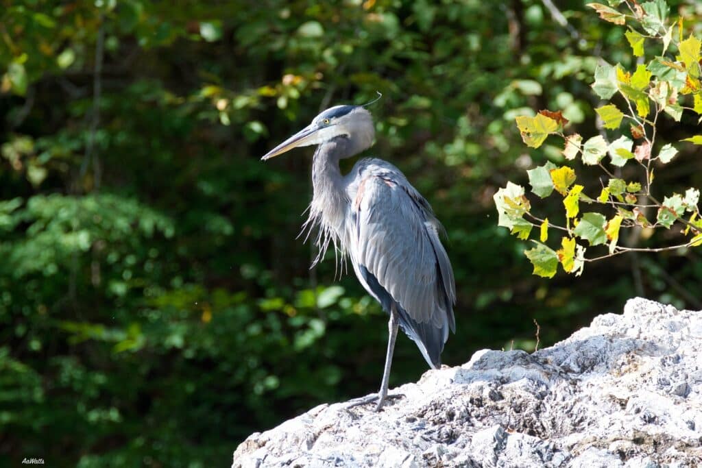 Great blue heron standing on a sunlit rock with green foliage in the background.