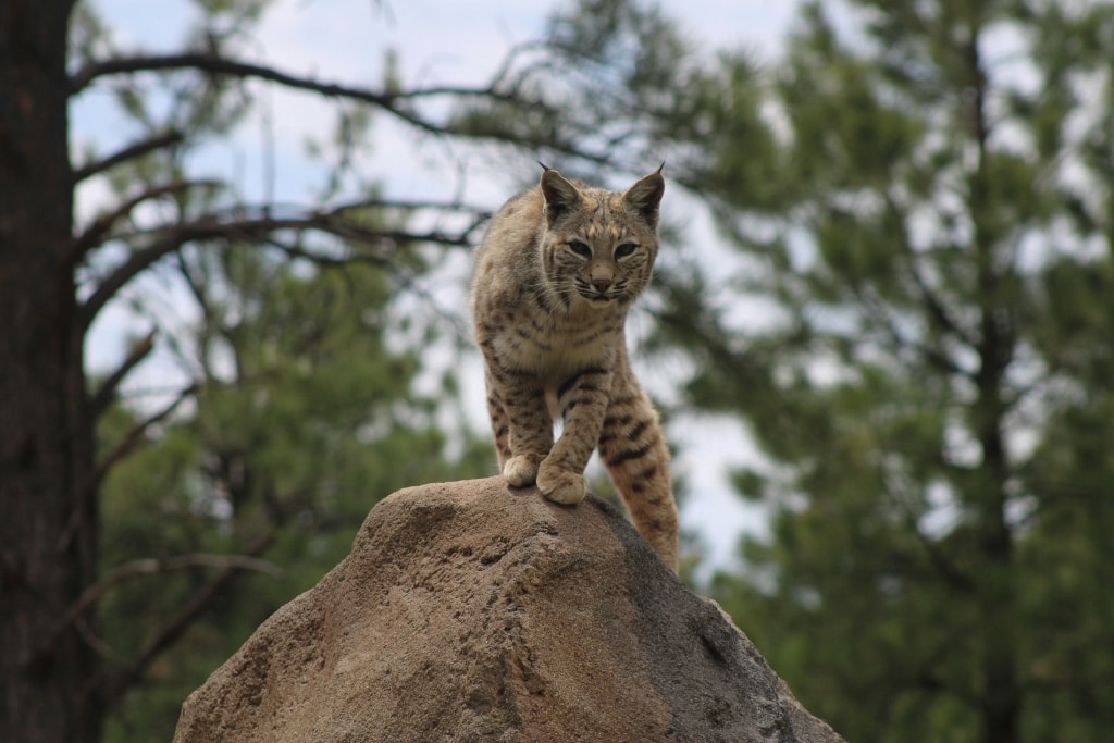 Bobcat standing on top of a large rock with pine trees in the background.