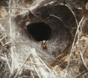 Trapdoor spider positioned at the entrance of a silk-lined burrow in the ground.