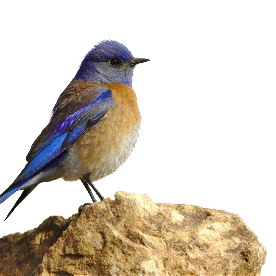 Bluebird with vibrant blue feathers and a rust-colored chest perched on a rock.